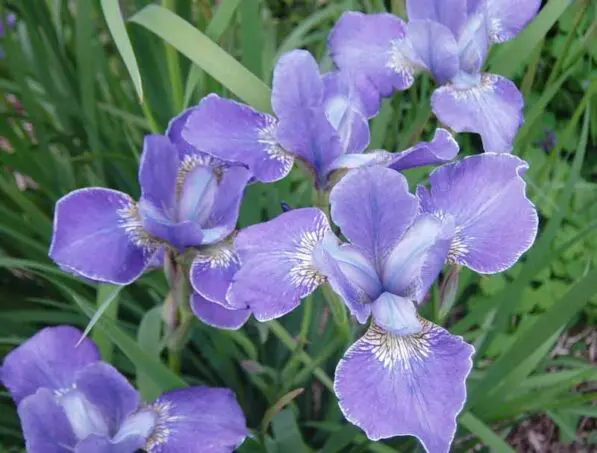 Iris siberica