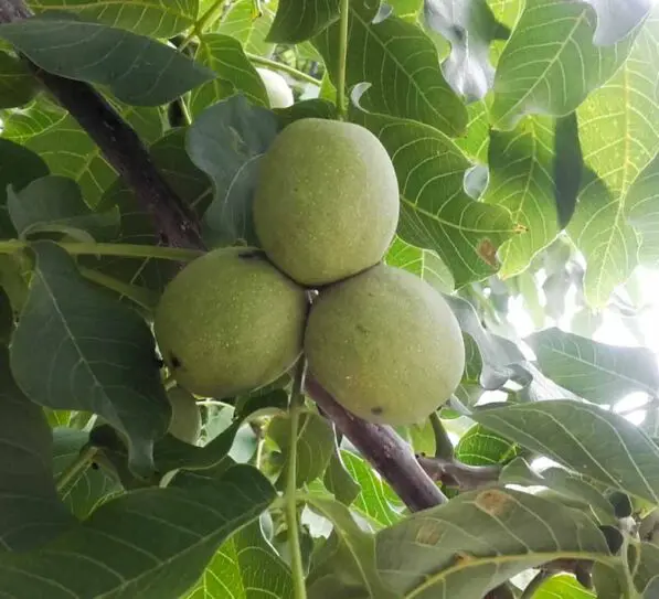 Juglans regia 'Rex Seedling'