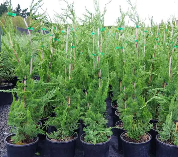 Juniperus chinensis 'Kaizuka'