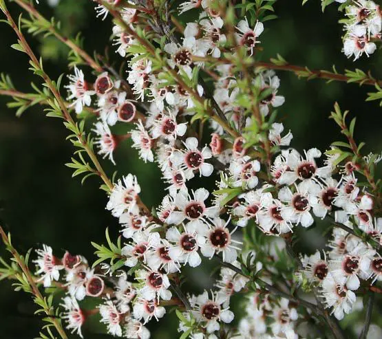 Kunzea robusta
