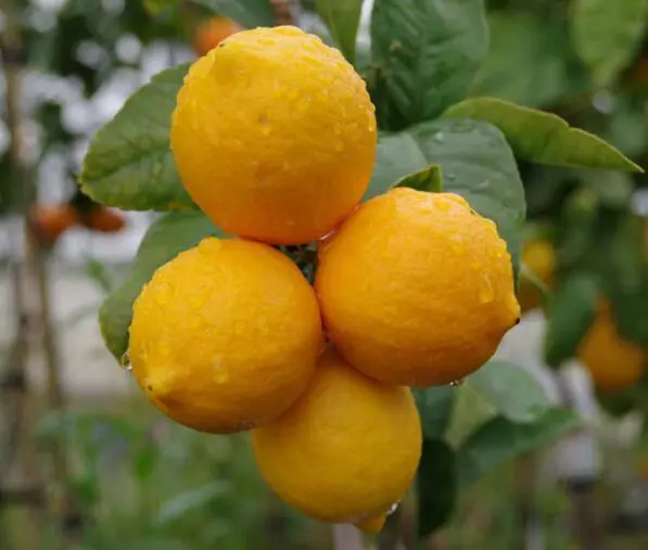 Lemon 'Meyer'