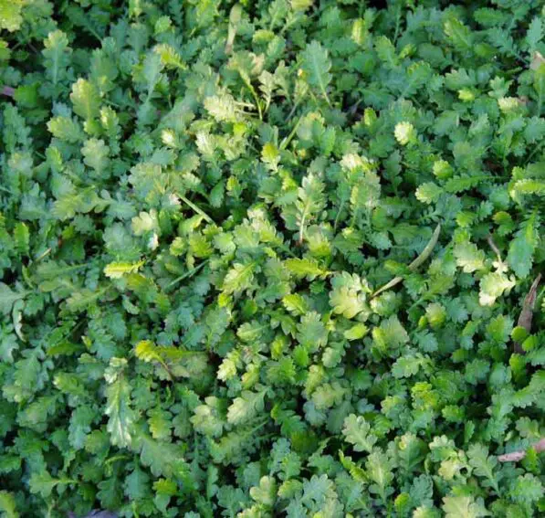Leptinella dioica