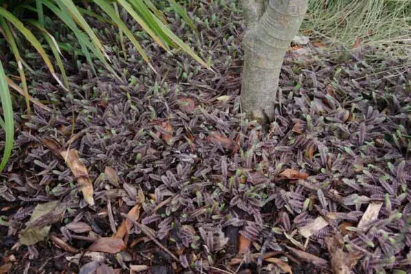 Leptinella 'Platts Black'