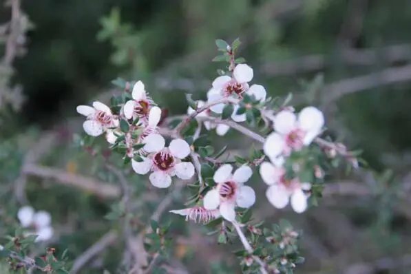 Leptospermum scoparium