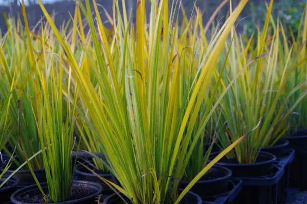 Libertia grandiflora