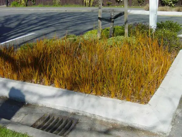 Libertia peregrinans