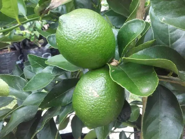 Lime 'Bearss'