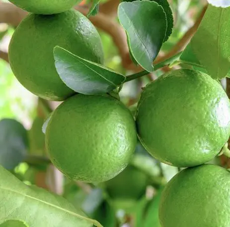 Lime 'Tahitian'