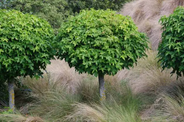 Liquidambar 'Gumball'