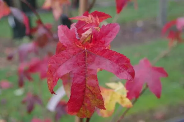 Liquidambar 'Lane Roberts'