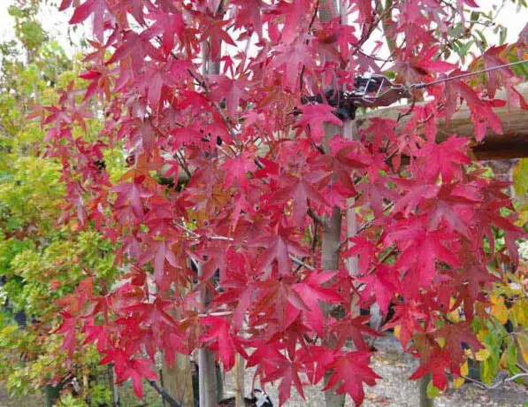 Liquidambar 'Worplesdon'