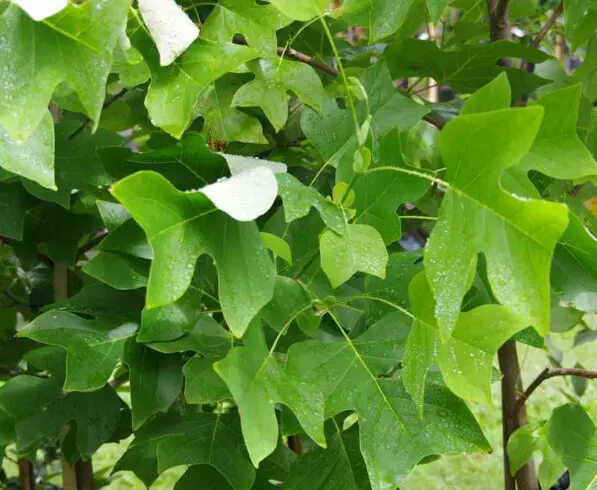 Liriodendron tulipifera