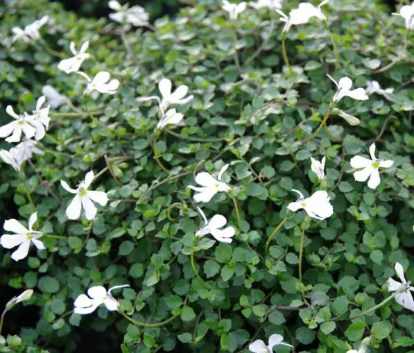 Lobelia angulata
