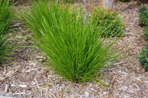 Lomandra 'Lime Tuff'
