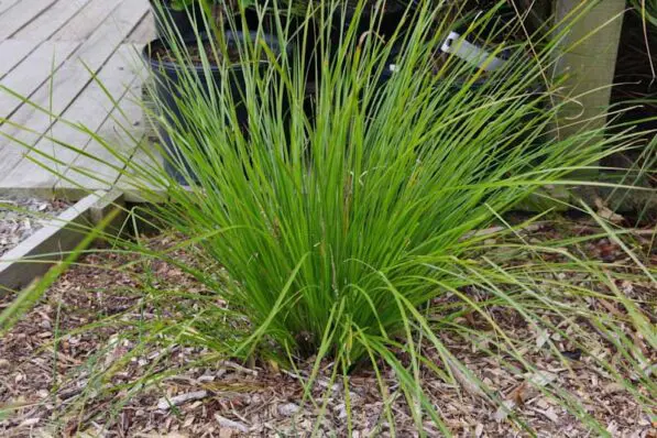 Lomandra 'Tanika' PVR