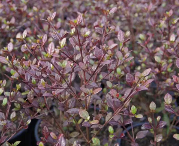 Lophomyrtus 'Red Dragon'