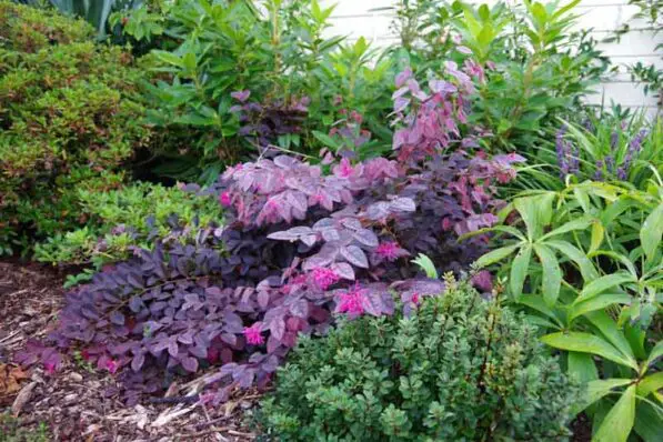 Loropetalum 'Burgundy'