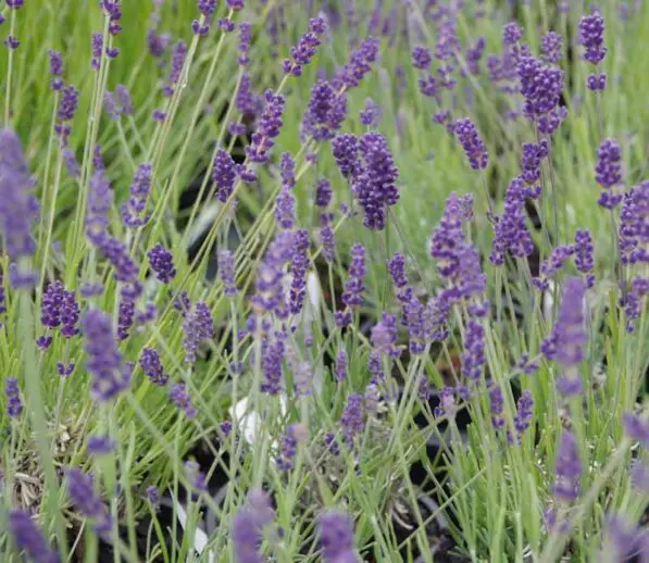 Lavandula angustifolia 'Hidcote'