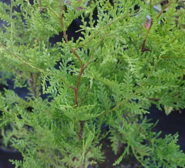 Libocedrus plumosa