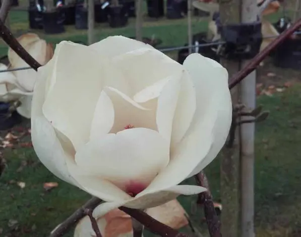 Magnolia denudata 'Gere'
