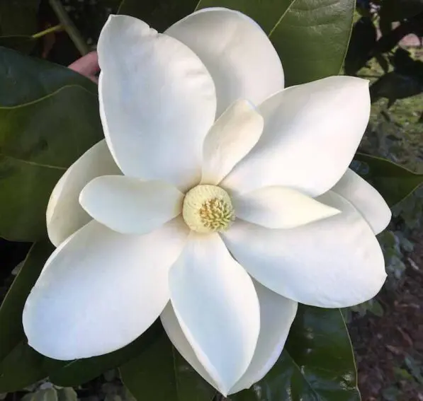 Magnolia grandiflora 'Ferruginea'