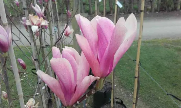 Magnolia 'Heaven Scent'