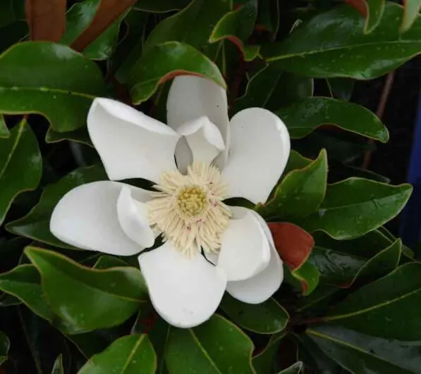 Magnolia 'Kay Parris'