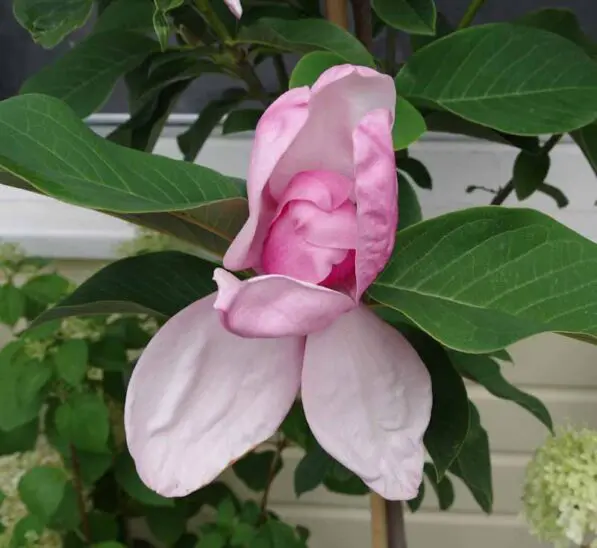 Magnolia x 'Star Wars'