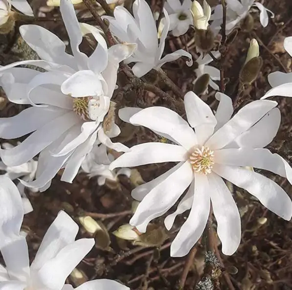 Magnolia stellata