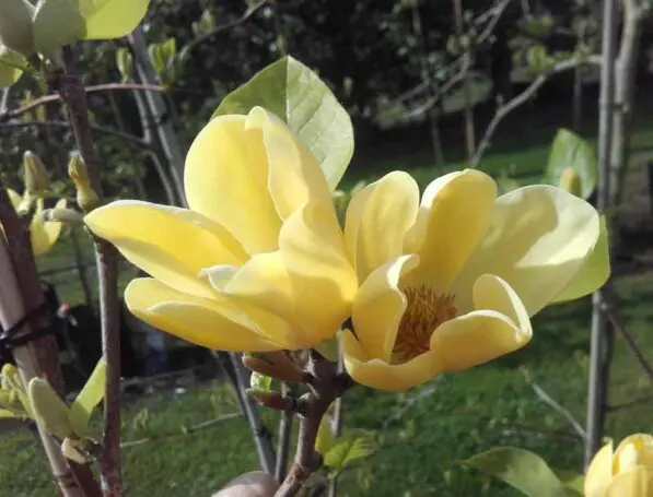 Magnolia x 'Yellow Bird'