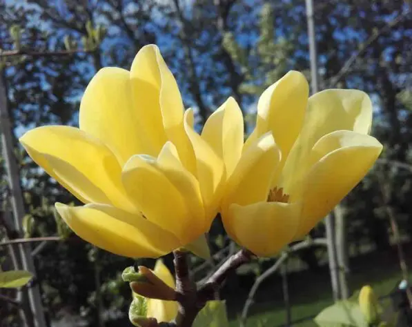 Magnolia 'Koban Dori'