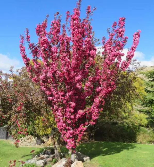 Malus 'Flamingo'