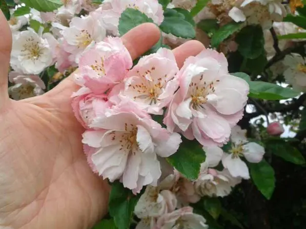 Malus ioensis 'Plena'