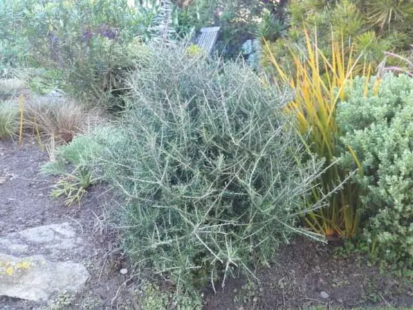 Melicytus alpinus