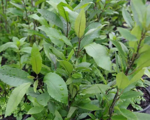 Melicytus ramiflorus
