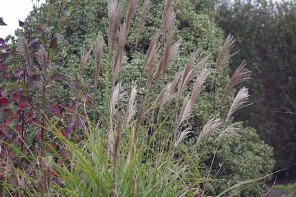 Miscanthus sinensis