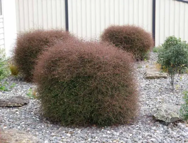 Muehlenbeckia astonii