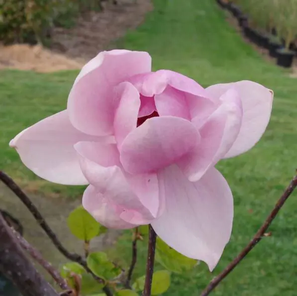 Magnolia 'Brixton Belle'