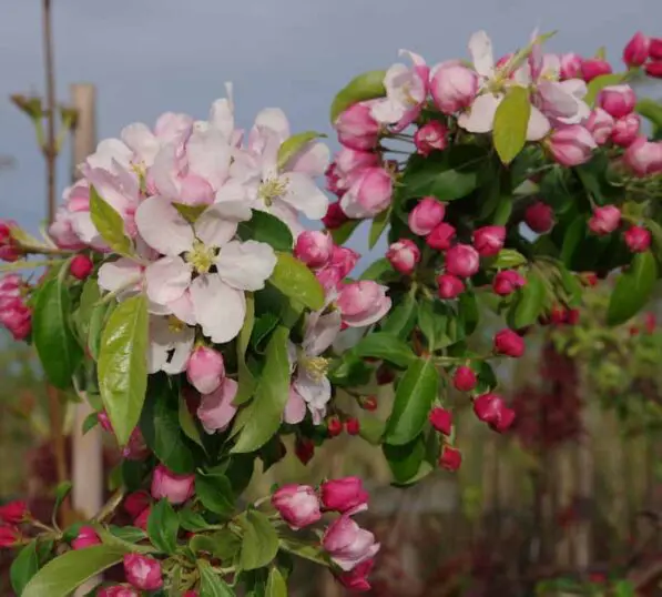 Malus 'Coronet Peak'