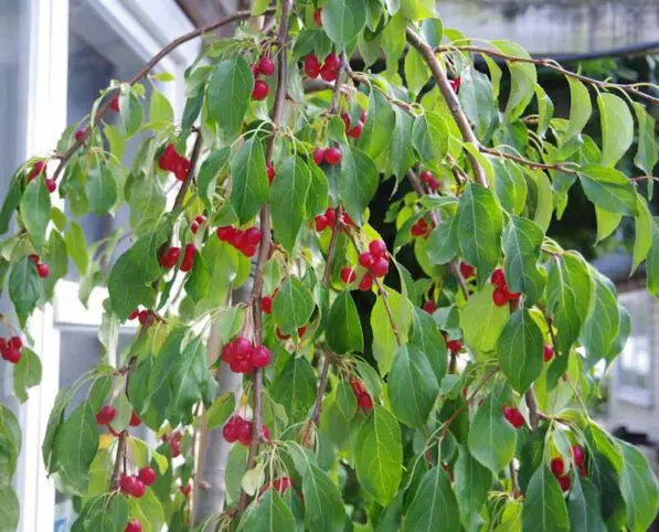 Malus 'Red Jade'