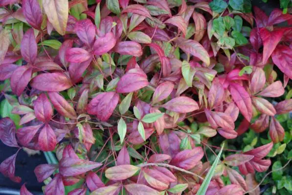 Nandina 'Firepower'