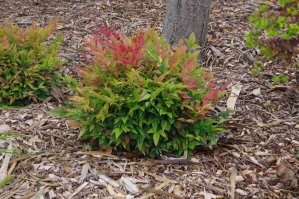 Nandina 'Gulfstream'