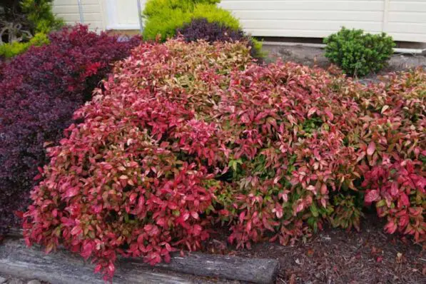 Nandina 'Pygmaea'