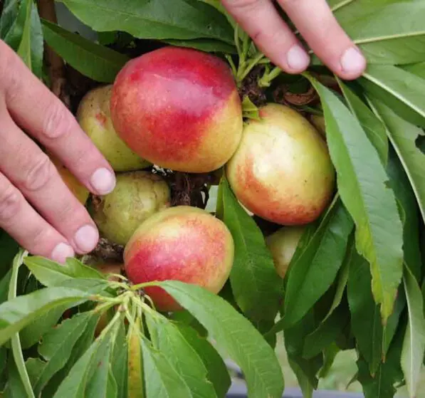 Nectarine 'Garden Delight'