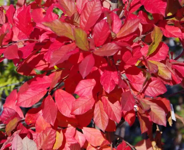 Nyssa sylvatica