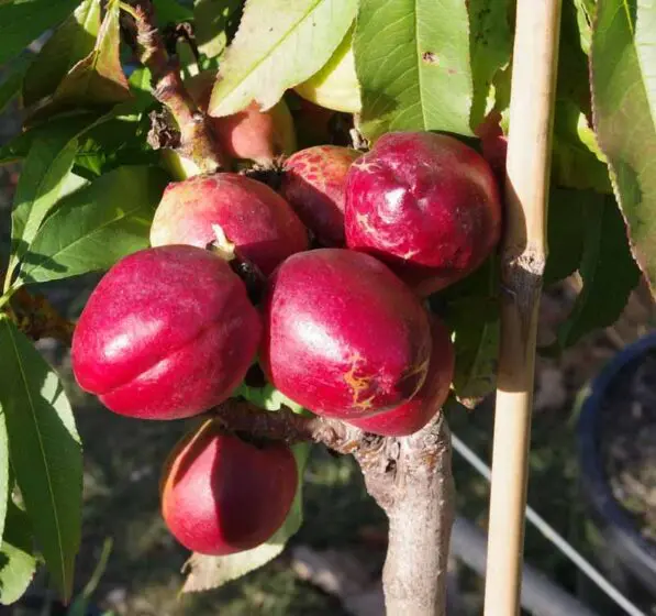 Nectarine 'Nectar Babe'