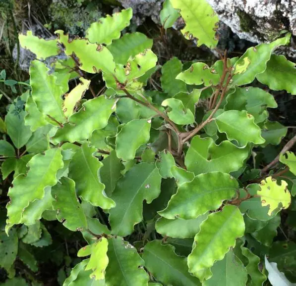 Olearia paniculata
