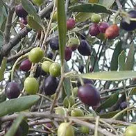 Olea 'Verdale'