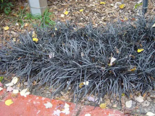 Ophiopogon 'Black Dragon'