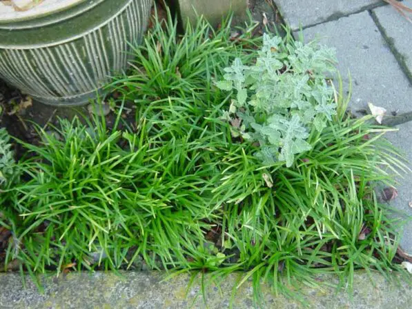 Ophiopogon japonicus 'Nanus'